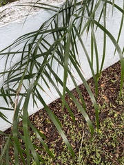 Arecaceae
