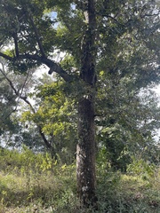 Carya glabra