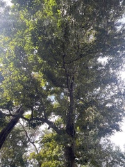 Carya glabra