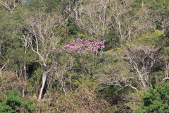 Handroanthus impetiginosus