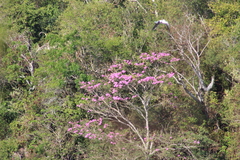 Handroanthus impetiginosus