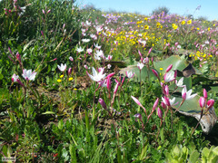 Hesperantha cucullata