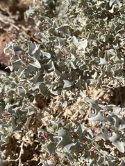 Atriplex hymenelytra