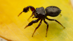 Harmochirus luculentus