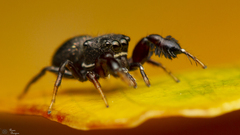 Harmochirus luculentus