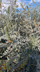 Acmispon argophyllus