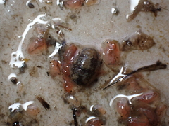 Lekanesphaera hookeri