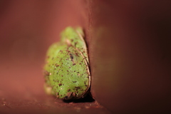 Agalychnis dacnicolor