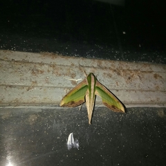 Pergesa acteus