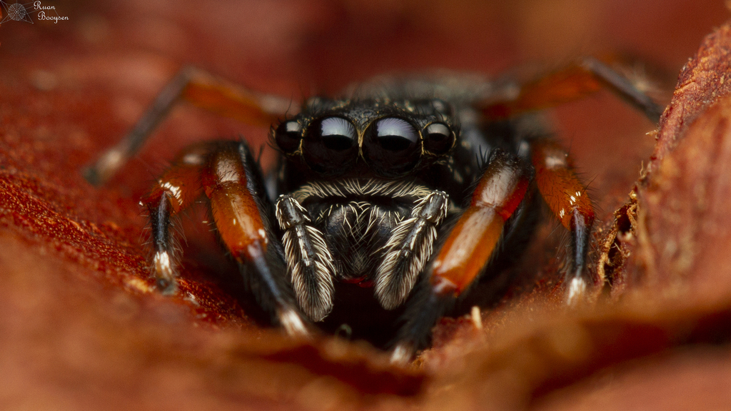 Hisponinae