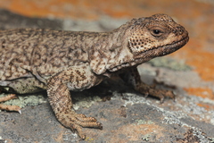 Phymaturus