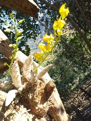 Mormodes cozticxochitl