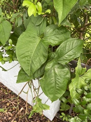 Syngonium
