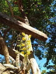 Mormodes cozticxochitl