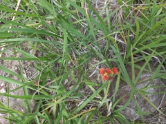 Macroptilium gibbosifolium