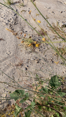 Hoffmannseggia microphylla