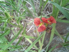 Macroptilium gibbosifolium