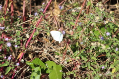 Ascia monuste monuste