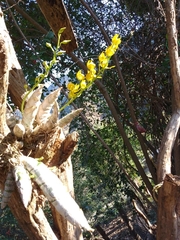 Mormodes cozticxochitl