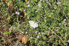 Ascia monuste monuste