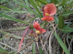 Macroptilium gibbosifolium