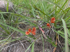 Macroptilium gibbosifolium