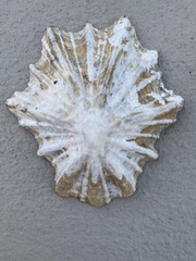 Scutellastra longicosta