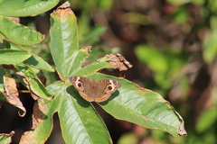 Junonia pacoma