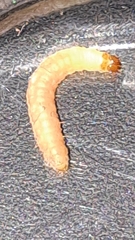 Plodia interpunctella