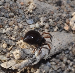 Euryopis episinoides