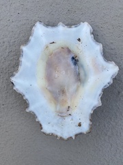 Scutellastra longicosta