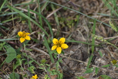 Sclerocarpus uniserialis