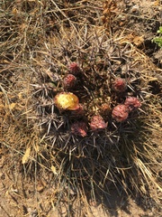 Eriosyce curvispina mutabilis