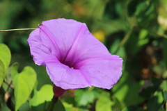 Ipomoea pedicellaris