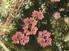 Azolla microphylla