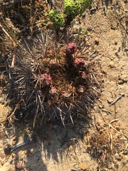 Eriosyce curvispina mutabilis