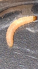 Plodia interpunctella