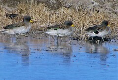 Anas flavirostris oxyptera