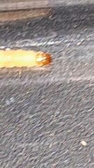 Plodia interpunctella