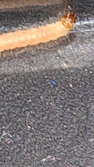 Plodia interpunctella