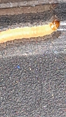 Plodia interpunctella