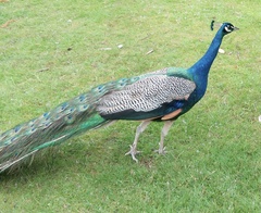 Pavo cristatus