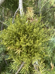 Arceuthobium oxycedri