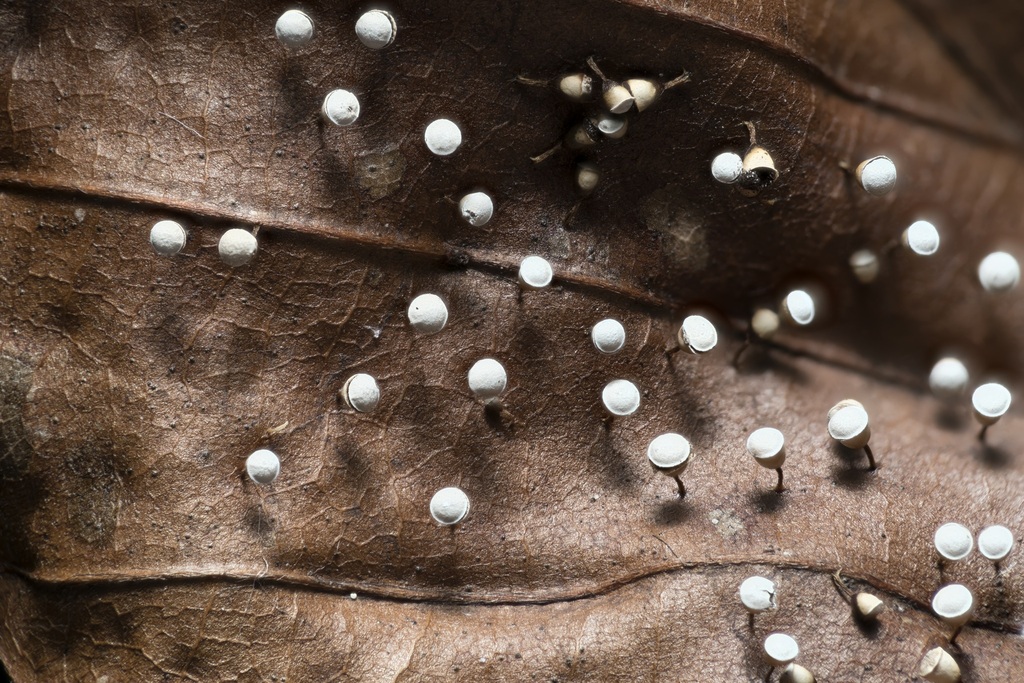 Craterium minutum