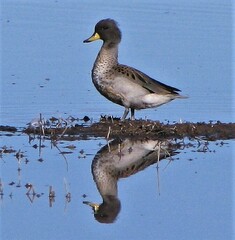Anas flavirostris oxyptera