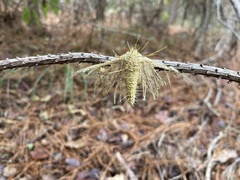 Akanthomyces tuberculatus