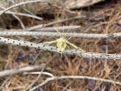Akanthomyces tuberculatus