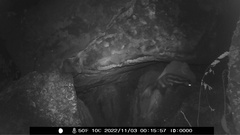 Spilogale gracilis