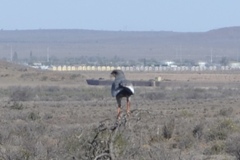 Melierax canorus canorus