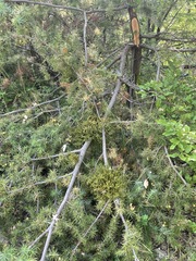 Arceuthobium oxycedri